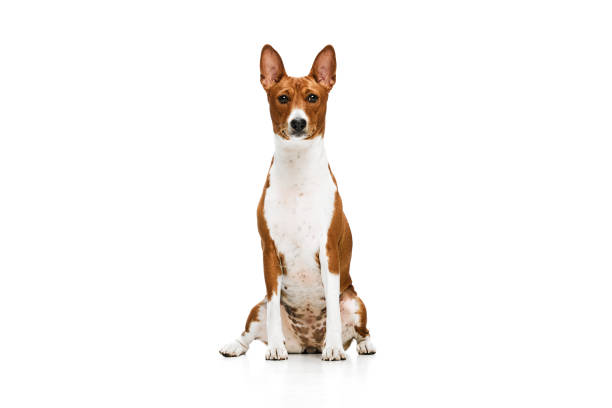Studio shot of white-red purebred Basenji dog posing isolated over white background. Concept of animal care, fashion and ad Studio shot of white-red purebred Basenji dog posing isolated over white background. Concept of animal care, fashion and ad. Charming pet looks happy and healthy brown leg stock pictures, royalty-free photos & images