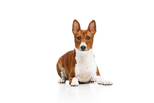 Studio shot of white-red purebred Basenji dog posing isolated over white background. Concept of animal care, fashion and ad. Charming pet looks happy and healthy