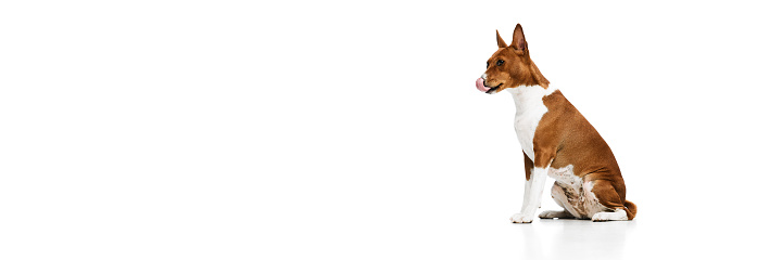 Studio shot of white-red purebred Basenji dog posing isolated over white background. Concept of animal care, fashion and ad. Charming pet looks happy and healthy
