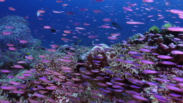 Underwater fish background