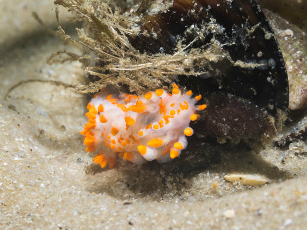 istock Orange-clubbed sea slug 1533400095