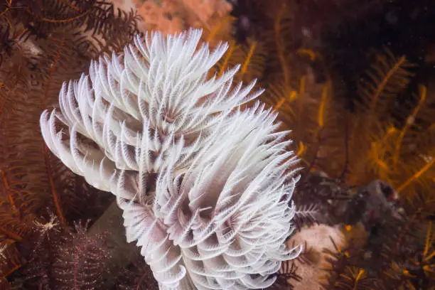 A white color Feather-duster worm or giant fanworm (Sabellastarte longa) feeding