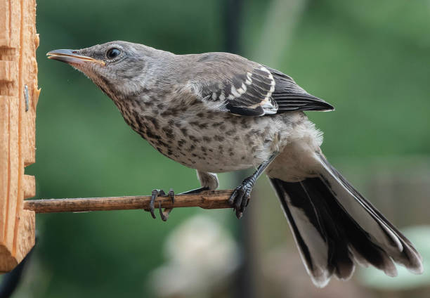 istock A Northern Mockingbird on the peanut butter bird feeder 1533409168