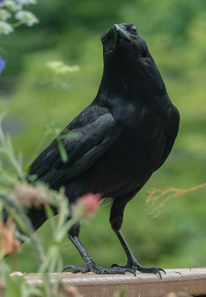 istock A big Black Bird arrives on the deck 1533409178