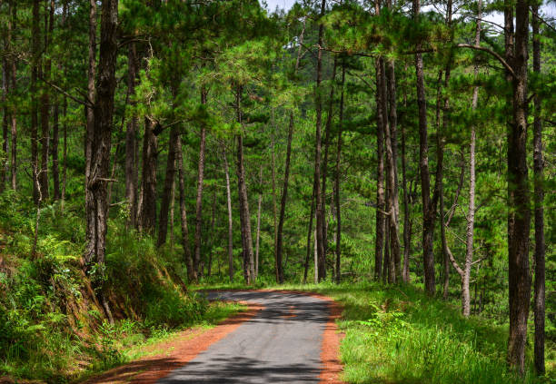 istock Pine tree forest in Dalat, Vietnam 1533410810