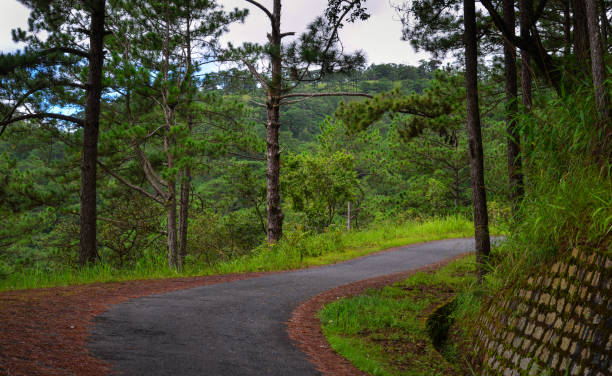 istock Pine tree forest in Dalat, Vietnam 1533410811