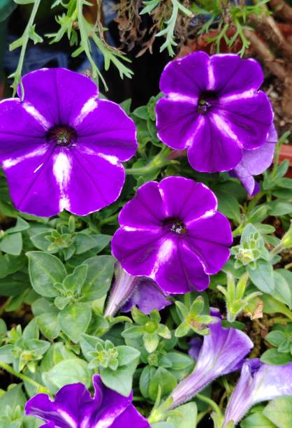 istock Petunia × atkinsiana Surfinia Group 1533414005