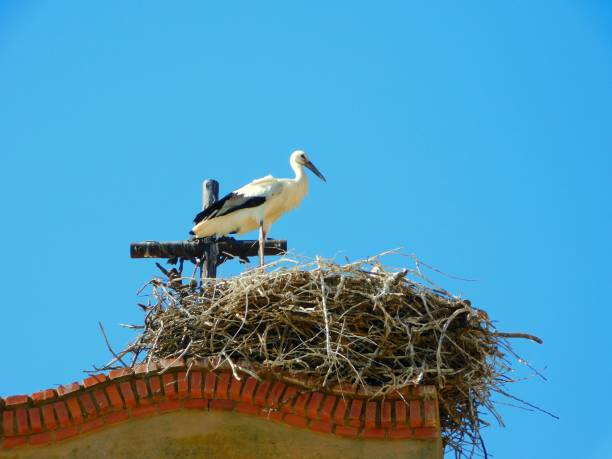 istock stork in the nest on a church 1533419589