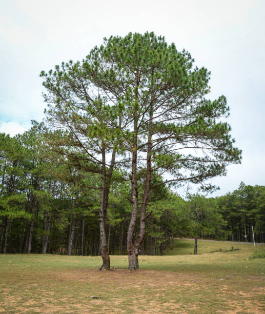 istock Landscape of green forest at summer time 1533421202