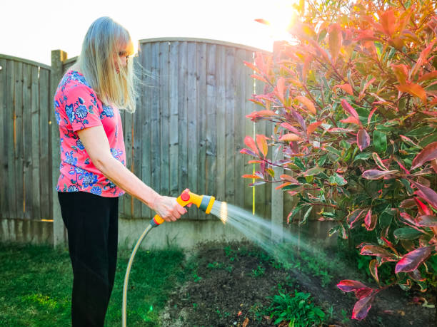 istock Senior woman watering garden using hosepipe during summer 1533422906
