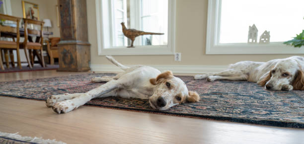 istock Young English Setter on the floor, Vestfold Norway 1533430794