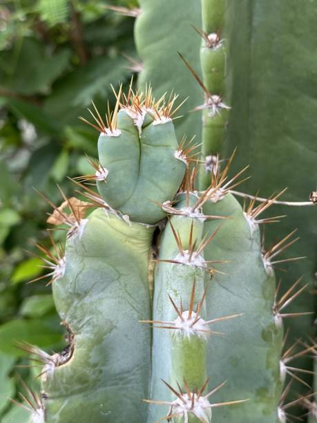 istock cactus in nature garden 1533432088