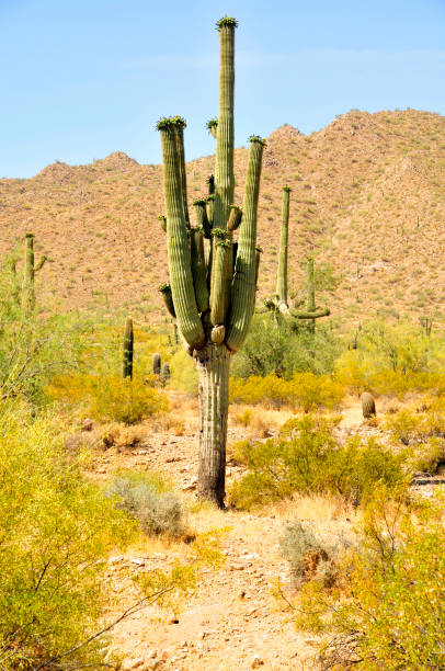 istock San Tan Mountains Sonora Desert Arizona 1533433972