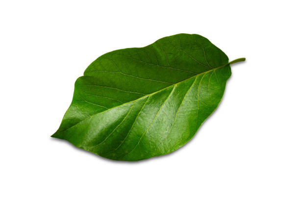 Top view of freshly harvested single green avocado leaf (Persea americana) isolated on white background.