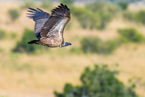 African White Backed Vulture flying in Wildlife