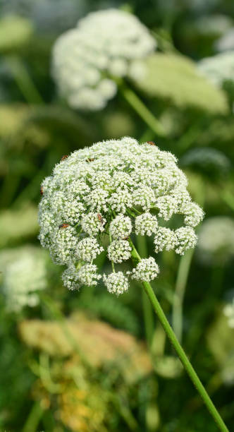 istock Carrot flowers bloom like fireworks 1533478837