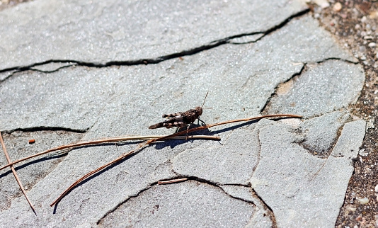 A grasshopper on a stone floor. Space for text. Selective focus.