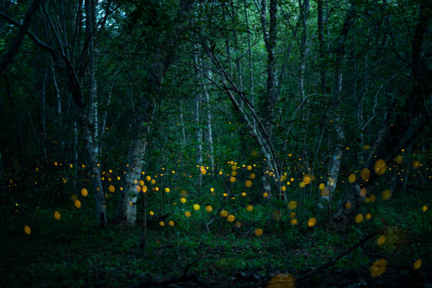 istock Fireflies, yellow light insects in the rainforest at night time. 1533513519