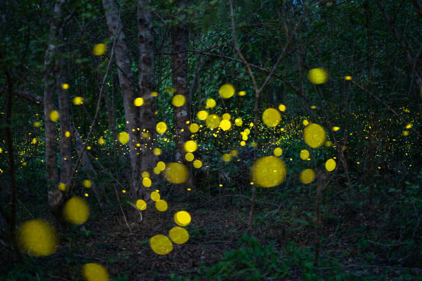 istock Fireflies, yellow light insects in the rainforest at night time. 1533513839