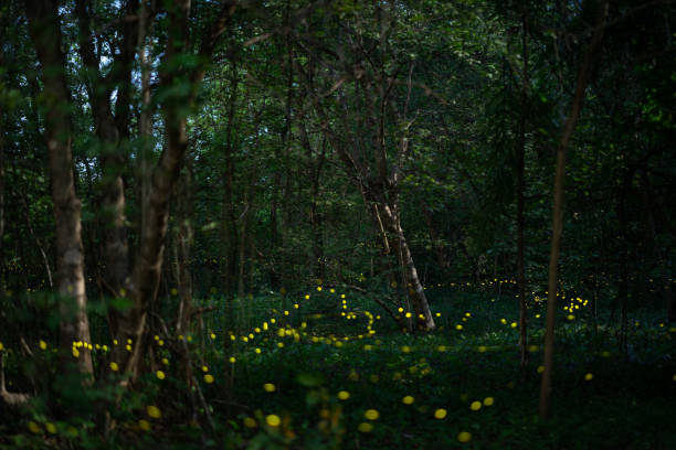 istock Fireflies, yellow light insects in the rainforest at night time. 1533514060