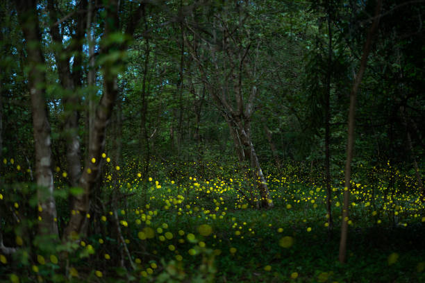 istock Fireflies, yellow light insects in the rainforest at night time. 1533516769