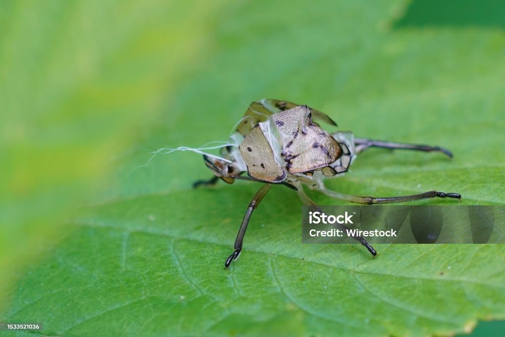 Exuvia Insect Closeup On A Exuvia Skin From A Morphed Southern Green Shieldbug Nezara ...