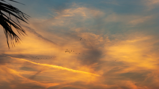 Birds flying in the sunset (silhouette), Marina di Grosseto, Italy