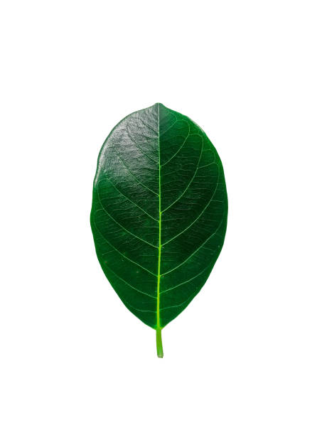 istock leaves, jackfruit, leaf images, white background, green, yellow, nature, bright 1533564446