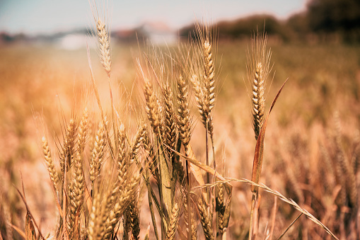 Image of Golden Wheat Field. Harvest concept