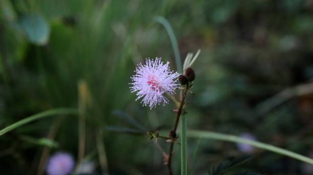 istock Mimosa pudica plant. 1533577525