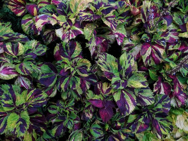 istock Coleus flower plant. 1533580772