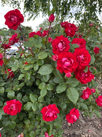 A flourishing rose bush with beautiful red blooms throughout.  The flowers are round and red.