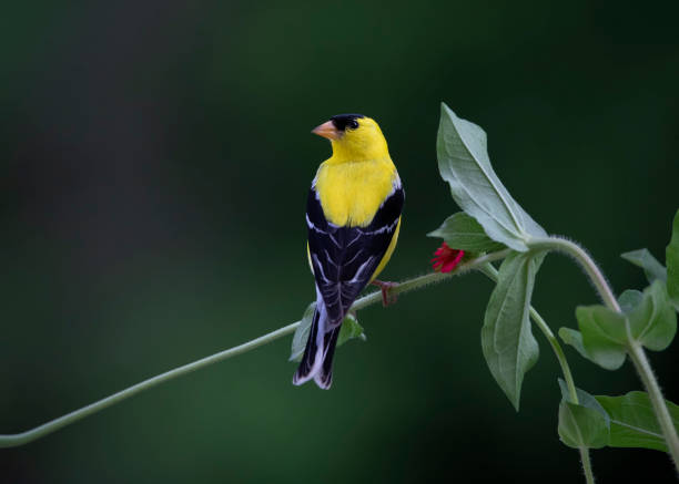 istock goldfinch on flower 1533594027