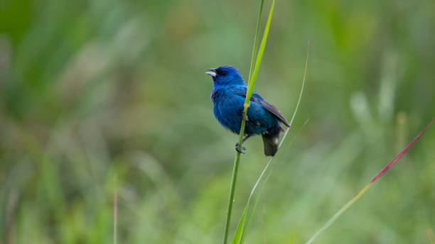 овсянка индиго на жердочке - bird spring branch phoebe стоковые фото и изображения