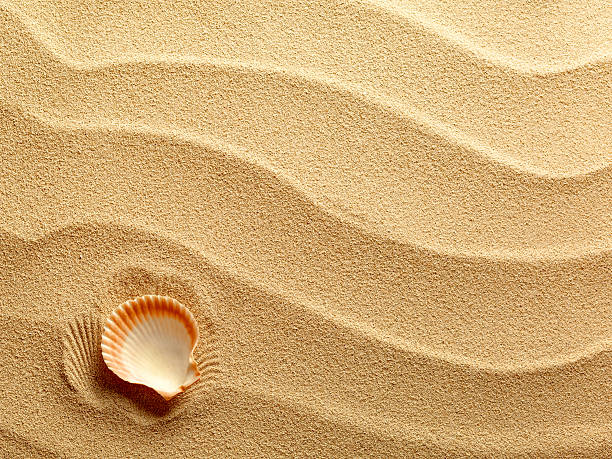 Coquilles de sable et la mer en arrière-plan - Photo