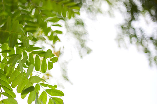 Beautiful abstract Green Leaf nature wallpaper design ,selective focus