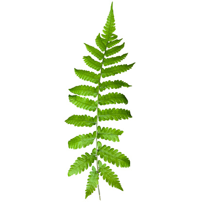 Fern Clipping path on white Isolated background