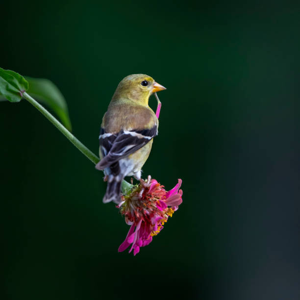 щегол на цветке - bird spring branch phoebe стоковые фото и изображения