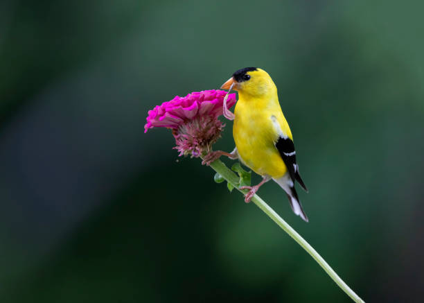 istock goldfinch on flower 1533603487