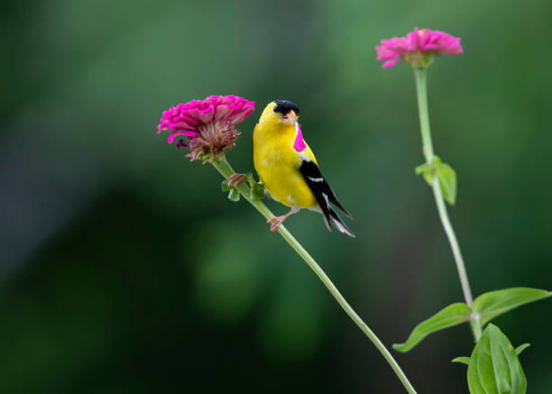 istock goldfinch on flower 1533603489