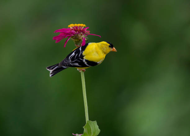 istock goldfinch on flower 1533603491