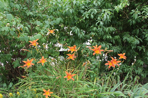 beautiful orange lilies in a green border in the flower garden in summer