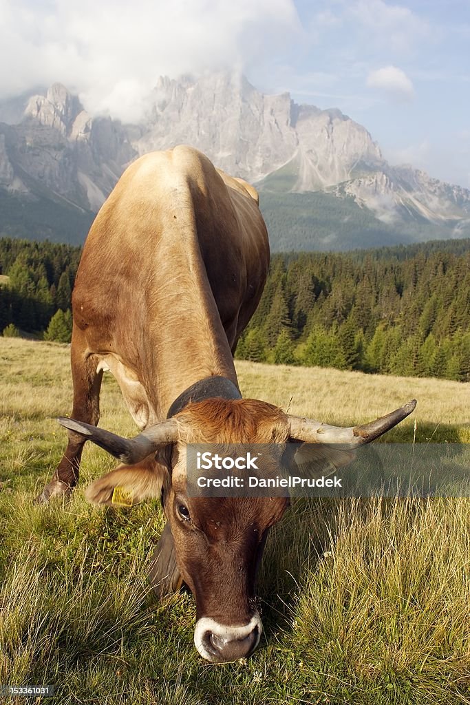 Morgen Blick vom Set Square Dolomiten mit Kuh auf der pasture - Lizenzfrei Berg Stock-Foto