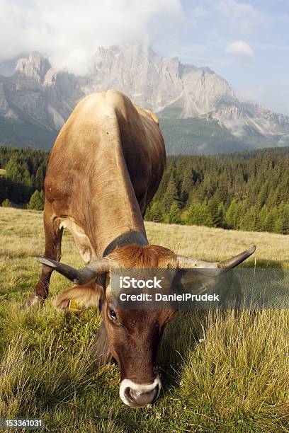 Morgen Blick Vom Set Square Dolomiten Mit Kuh Auf Der Pasture Stockfoto und mehr Bilder von Berg