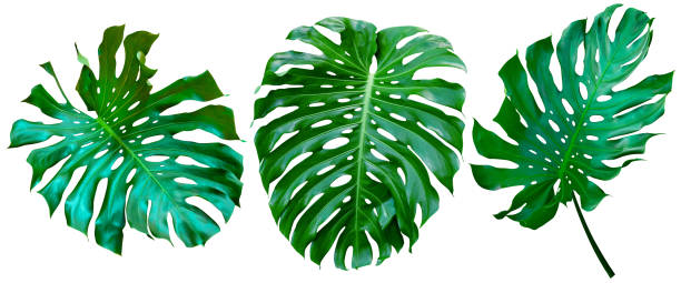 istock Green leaves pattern,collection leaf monstera isolated on white background 1533611102
