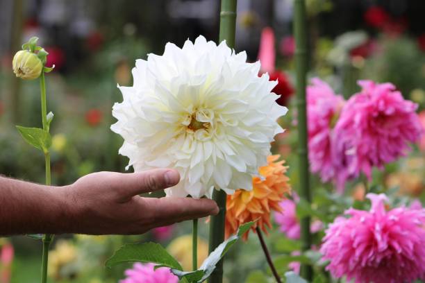 istock Holding Dahlias 1533622889