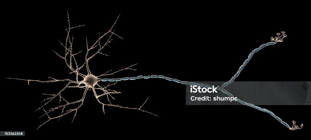Neurônio Multipolar - Foto de stock de Cérebro royalty-free