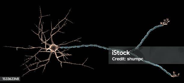 Foto de Neurônio Multipolar e mais fotos de stock de Cérebro - Cérebro, Alta Magnificação, Axônio