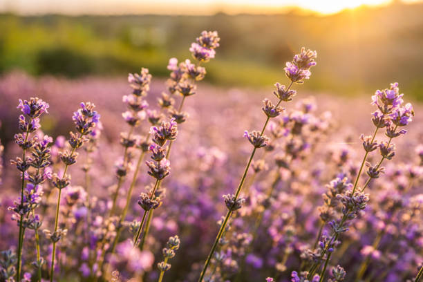 Cтоковое фото Красочное цветущее лавандовое или лавандовое поле на рассвете.