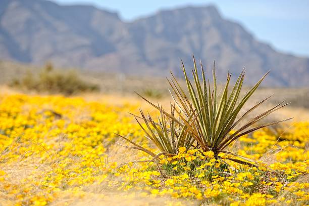 yucca en poppies - desierto chihuahua fotografías e imágenes de stock